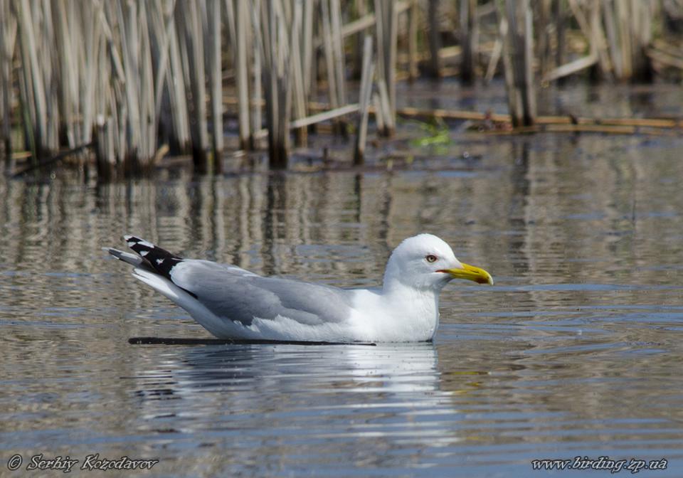Мартин жовтоногий Larus cachinnans