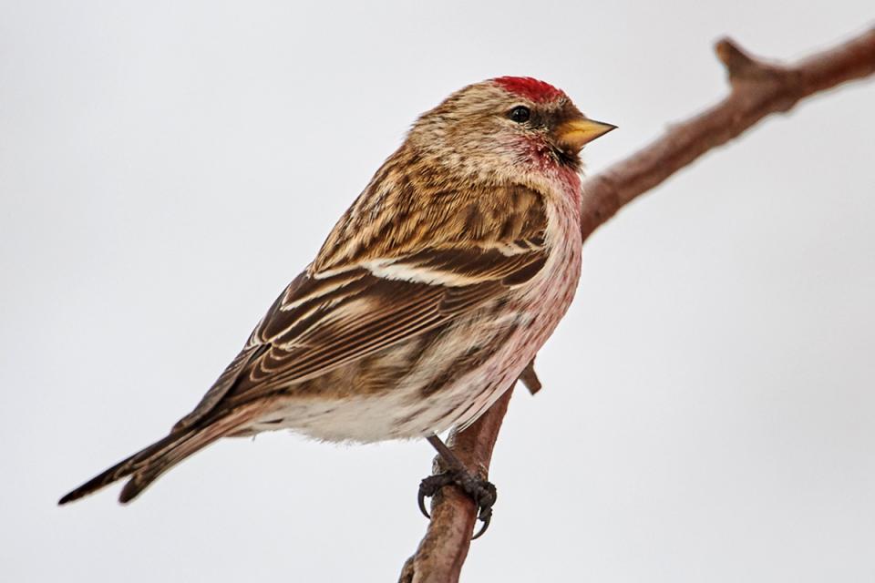 Чечітка звичайна Acanthis flammea