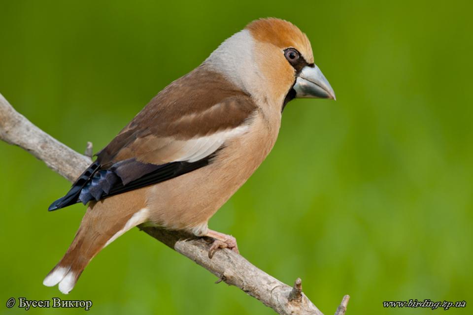 Костогриз звичайний Coccothraustes coccothraustes