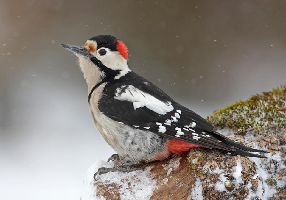 Дятел сирійський Dendrocopos syriacus