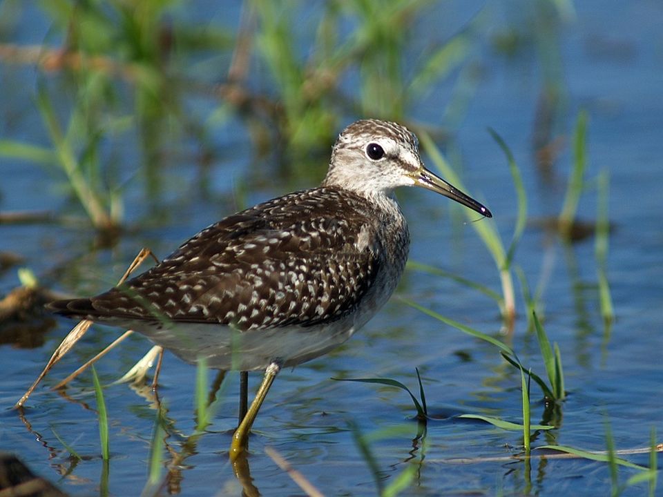 Коловодник болотяний Tringa glareola