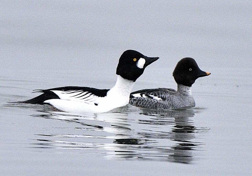 Гоголь зеленоголовий Bucephala clangula