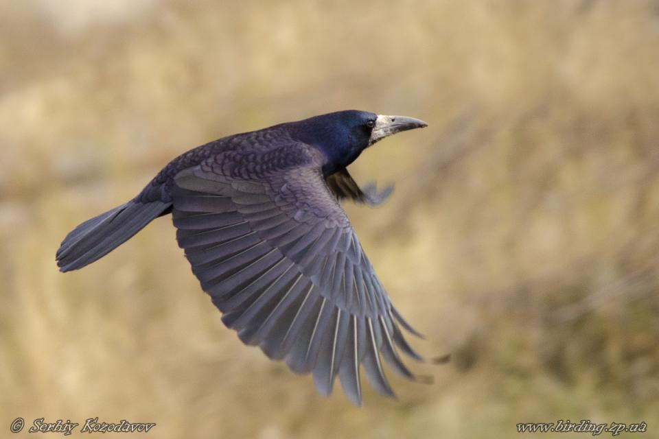 Грак (гайворон) Corvus frugilegus