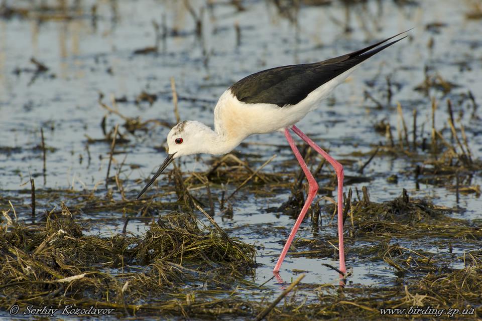 Кулик-довгоніг Himantopus himantopus
