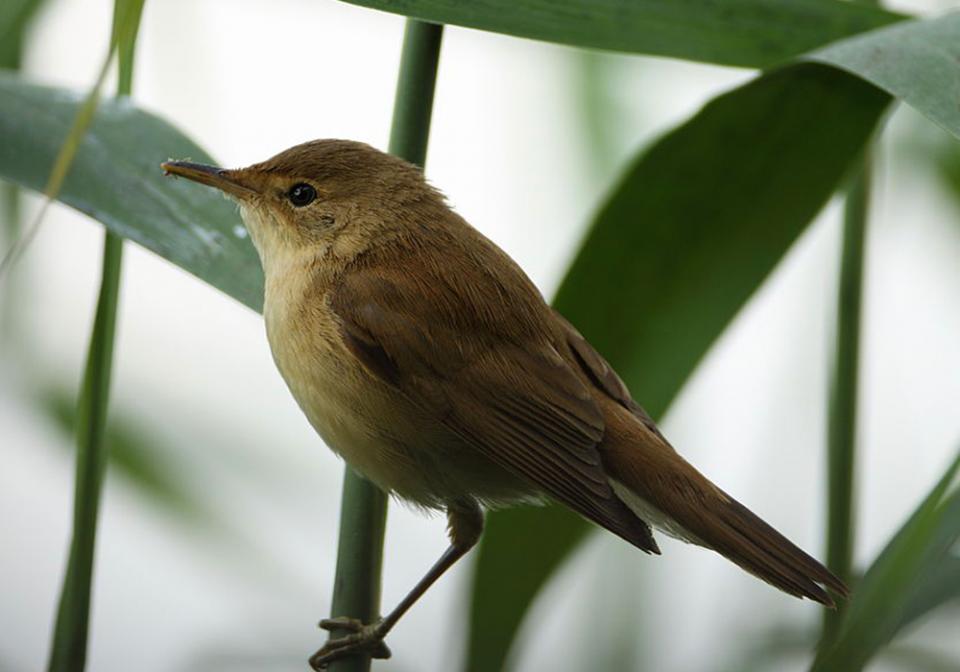Очеретянка ставкова Acrocephalus scirpaceus