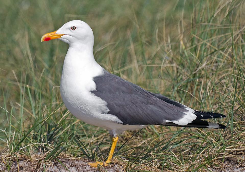 Мартин чорнокрилий Larus fuscus