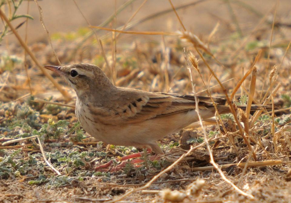 Щеврик польовий Anthus campestris