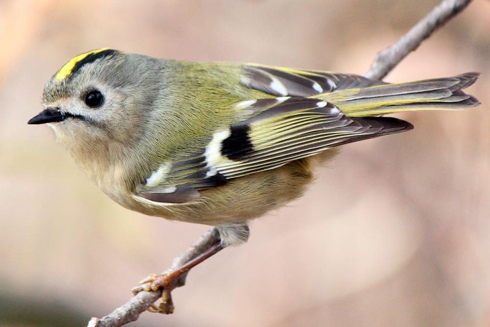 Золотомушка жовточуба Regulus regulus