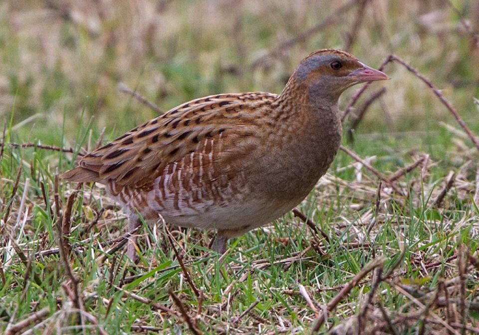 Деркач лучний Crex crex