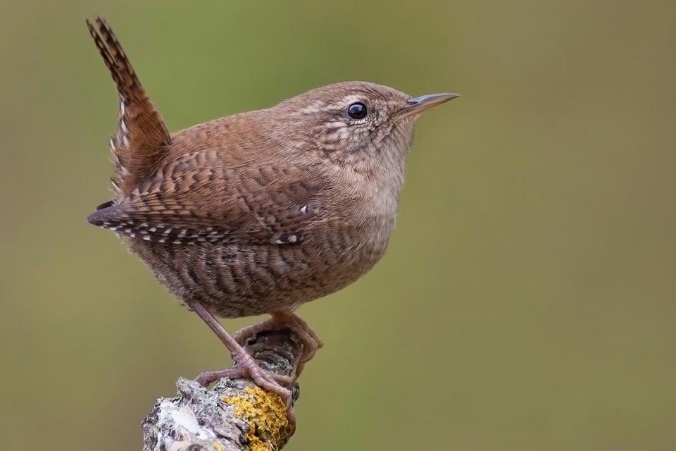 Волове очко Troglodytes troglodytes