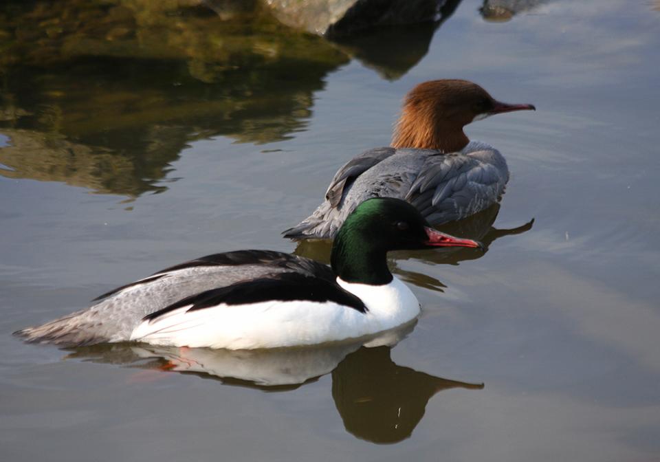 Крех великий Mergus merganser
