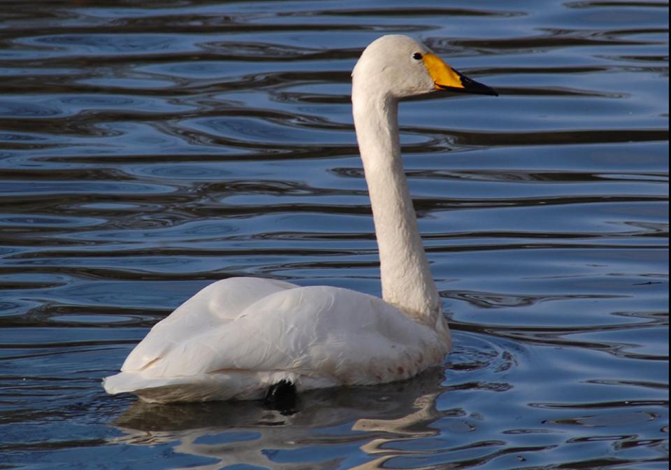 Лебідь-кликун Cygnus cygnus