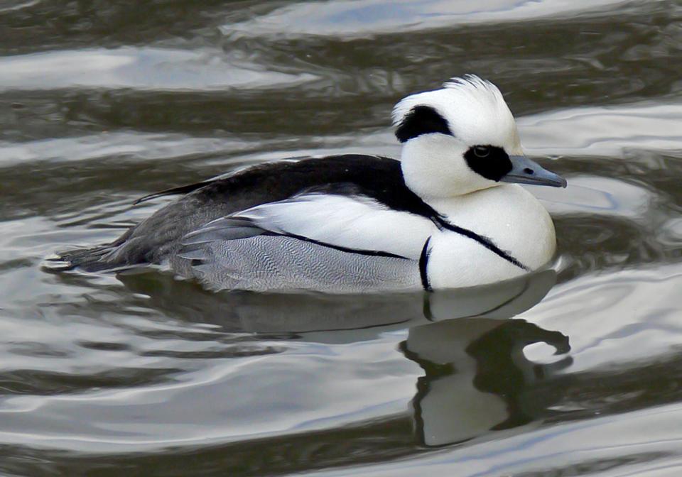 Крех малий Mergus albellus