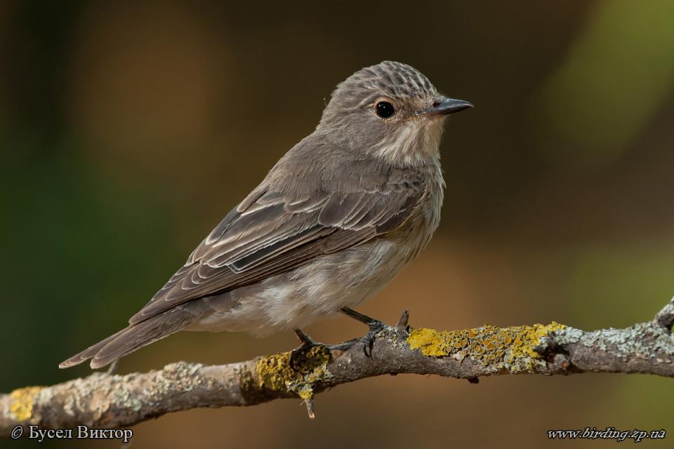 Мухоловка сіра Muscicapa striata