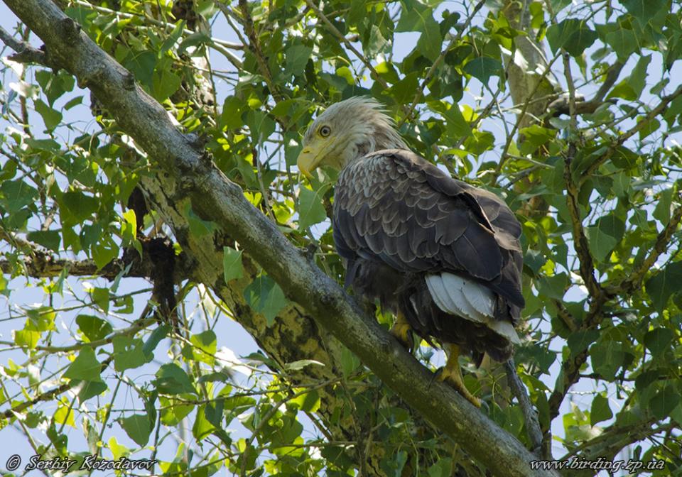 Орлан-білохвіст Haliaeetus albicilla