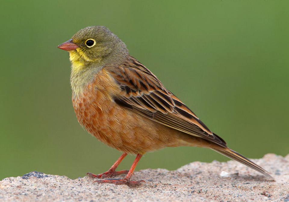 Вівсянка садова Emberiza hortulana