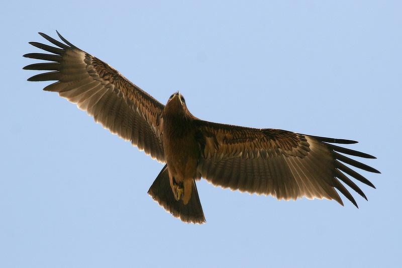 Підорлик малий Aquila pomarina