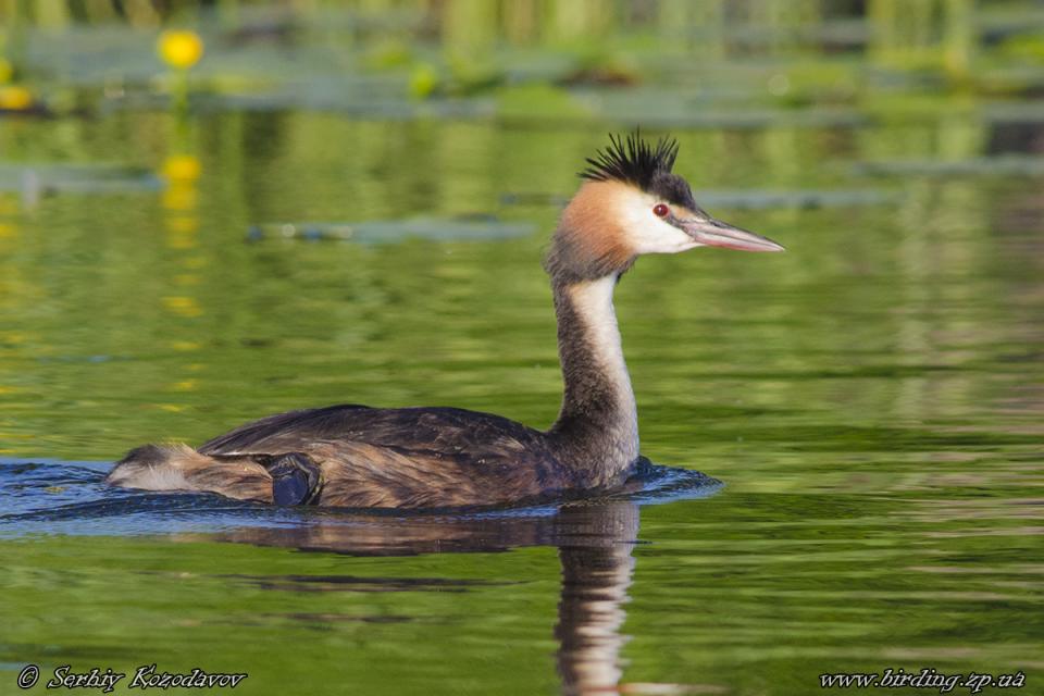Пірникоза велика (норець великий) Podiceps cristatus
