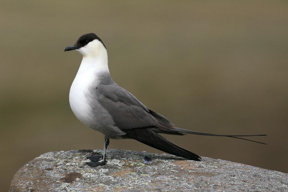 Поморник довгохвостий Stercorarius longicaudus