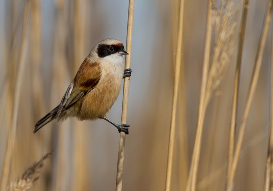 Ремез звичайний Remiz pendulinus