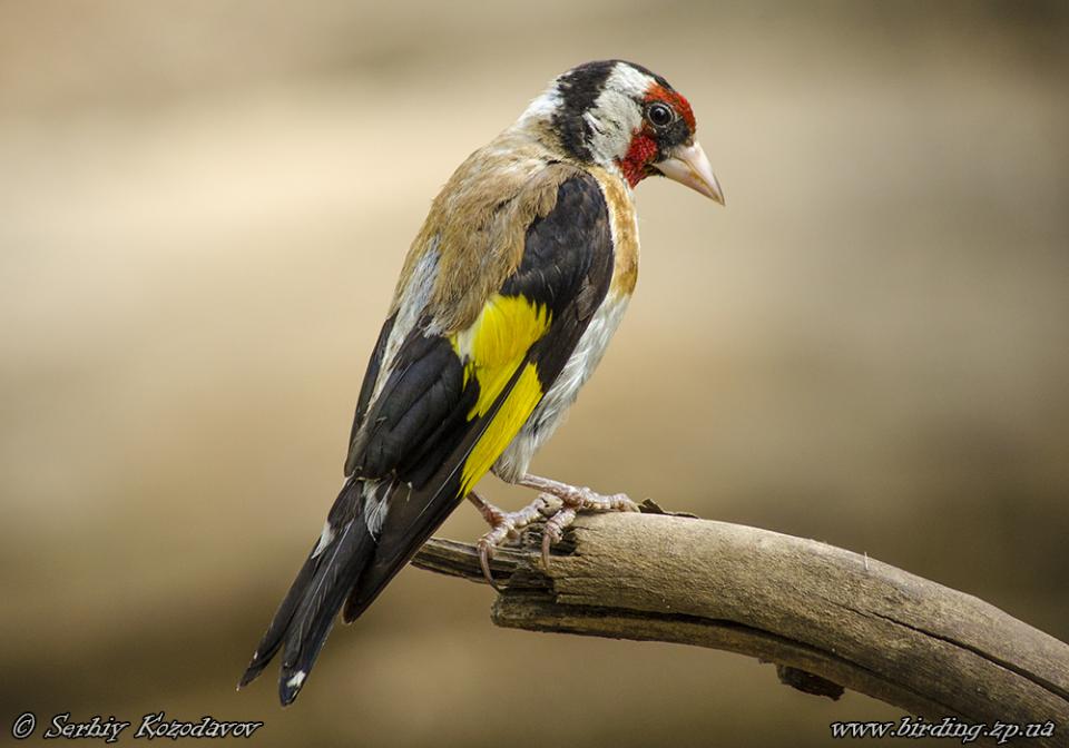 Щиглик звичайний Carduelis carduelis