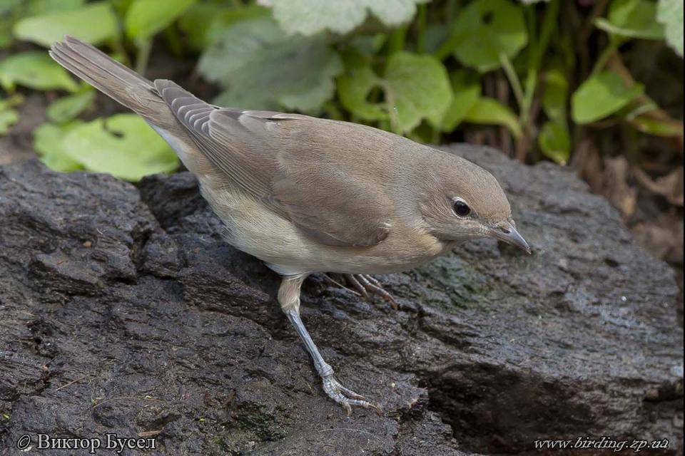 Кропив'янка садова Sylvia borin