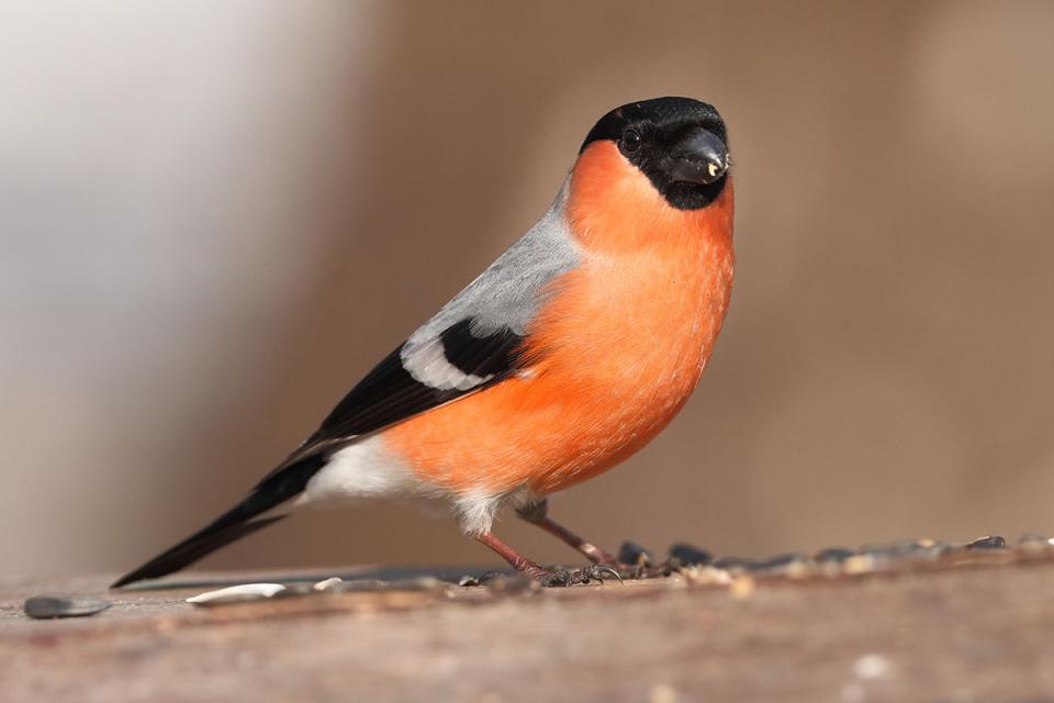 Снігур звичайний Pyrrhula pyrrhula