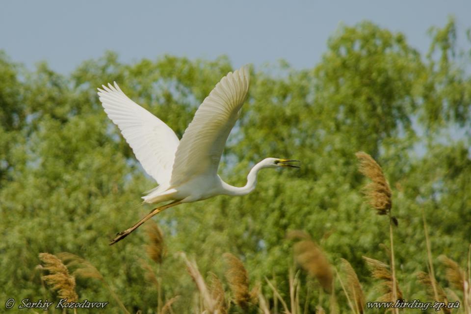 Чепура велика (чапля велика біла) Egretta alba