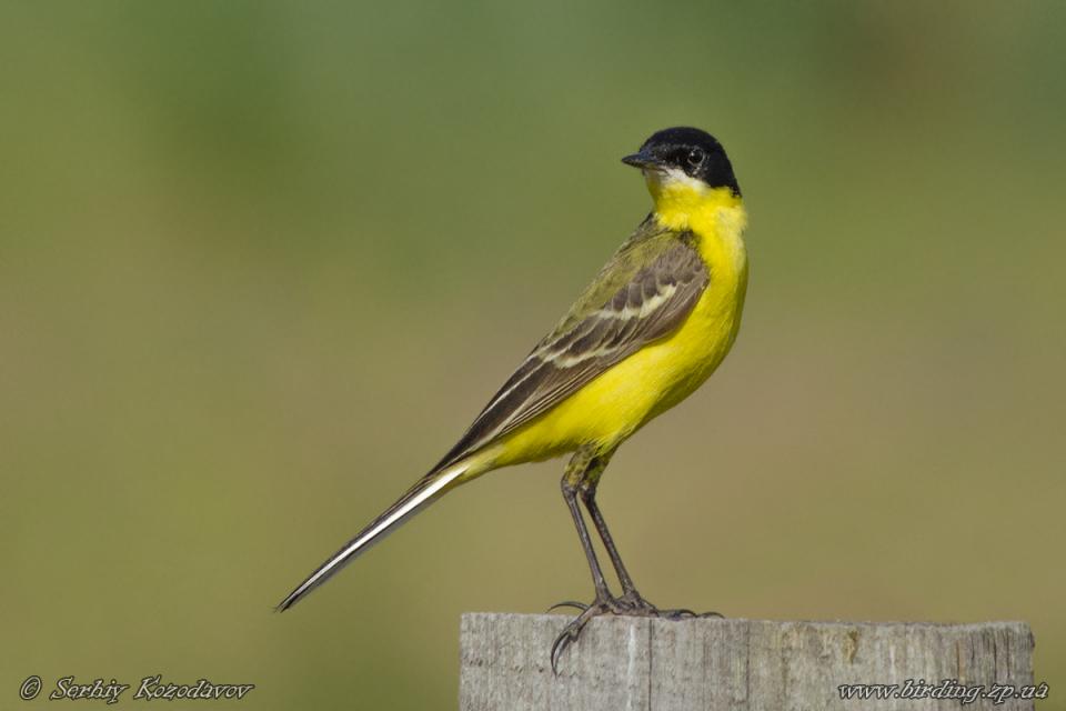 Плиска чорноголова Motacilla feldegg