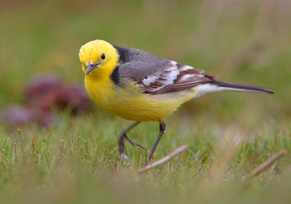 Плиска жовтоголова Motacilla citreola