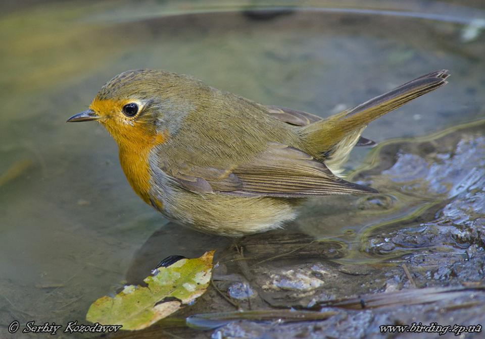 Вільшанка Erithacus rubecula