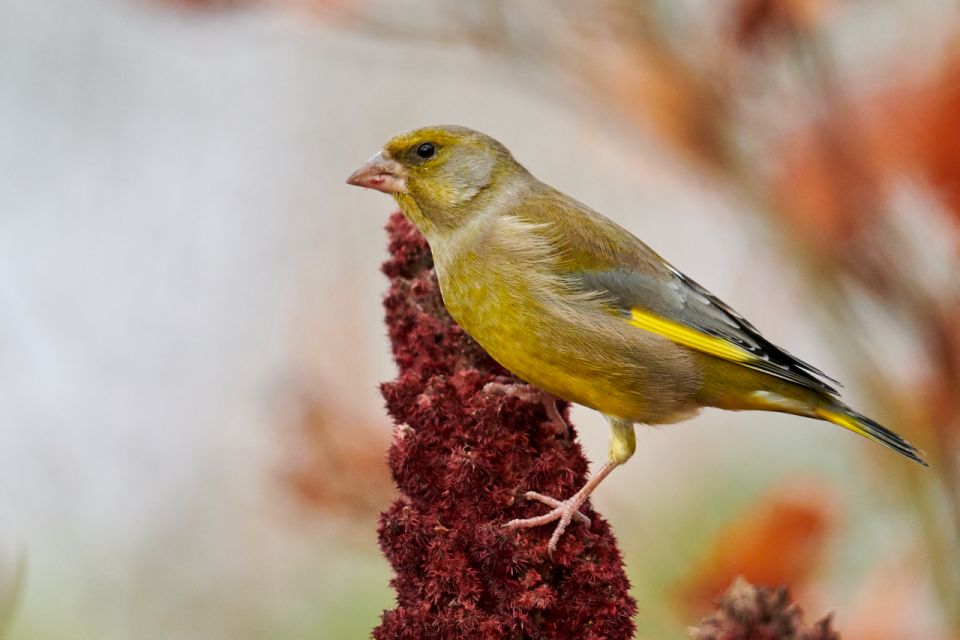 Зеленяк звичайний Chloris chloris